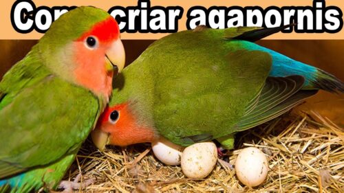 5. Amor y atenci&oacute;n