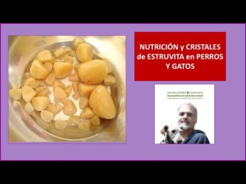 cristales de estruvita gatos60