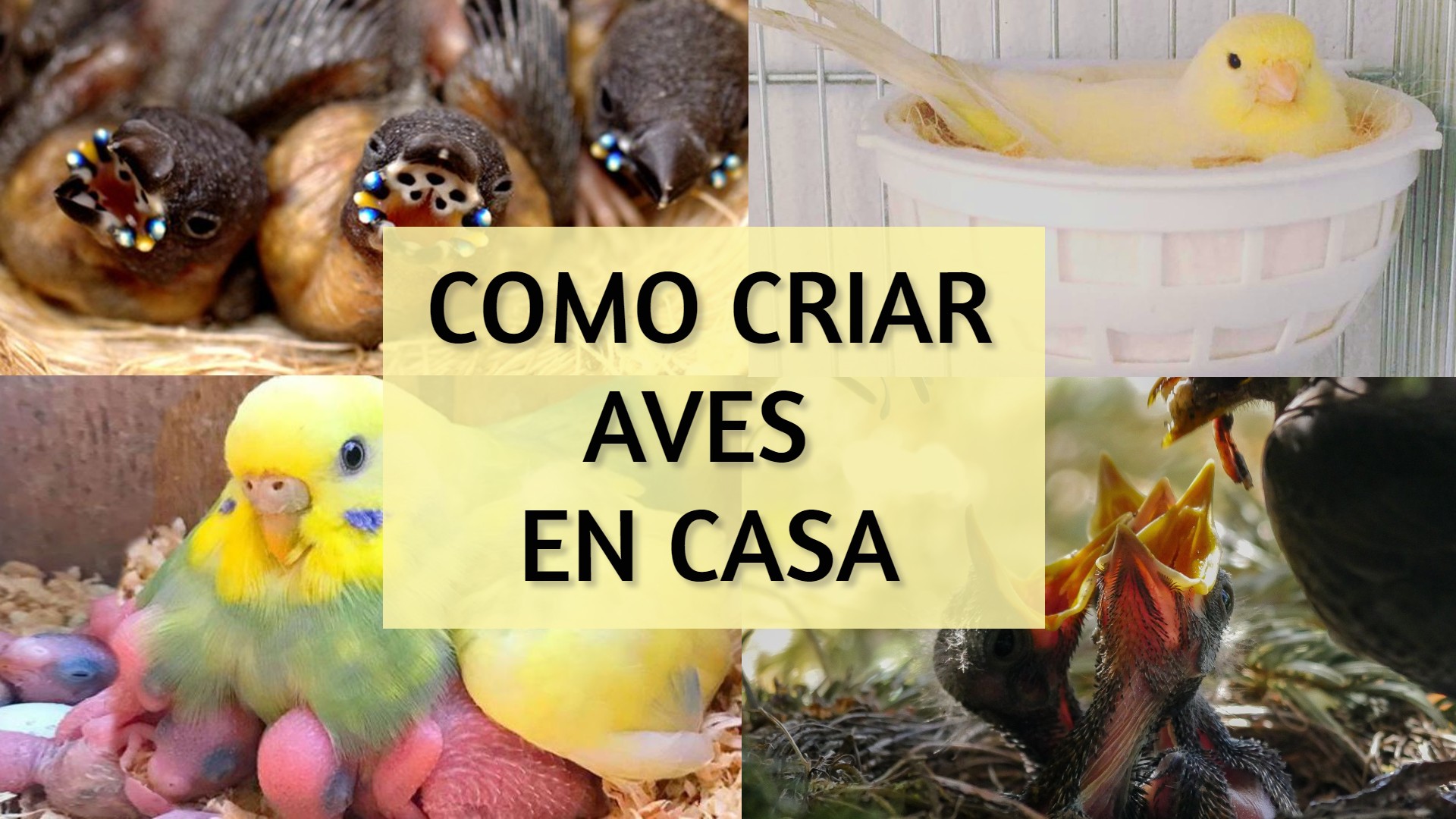 cuando quitar el nido de golondrina guia practica