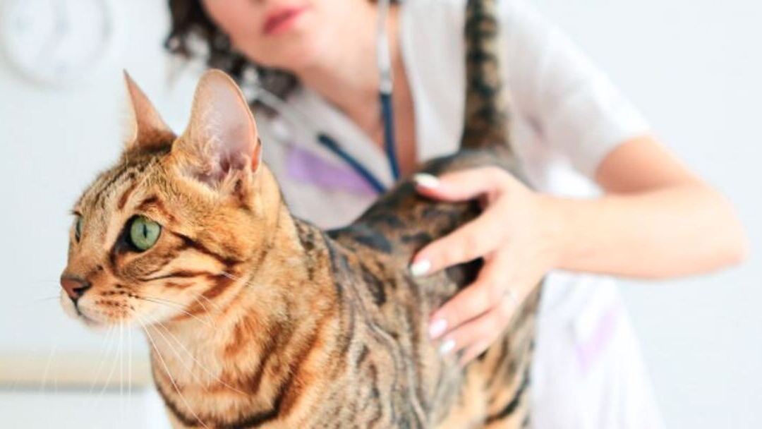 cuantos gatos pueden aparearse con una gata