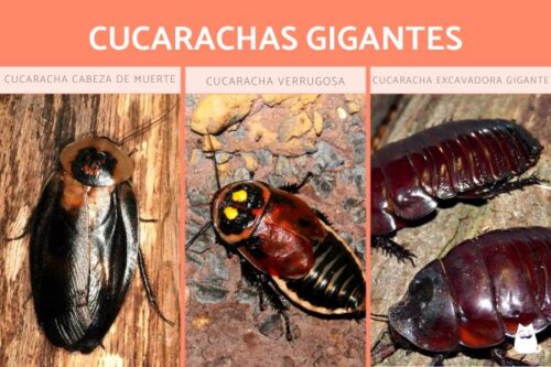 5. Uso de Productos Naturales