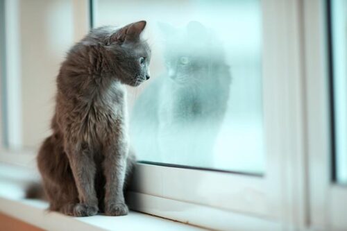 cuidado de gatos en vacaciones95