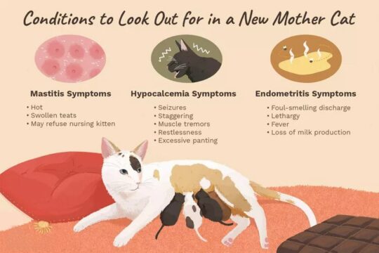 Cuidados esenciales para gatitos recién nacidos blancos: todo lo que necesitas saber 3 Consejos vitales para cuidar a un gatito recién nacido huérfano