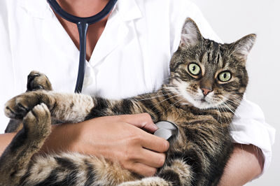 Cuidados esenciales para tu gato de 6 meses: consejos de un veterinario experto 3 5. Pérdida o aumento de peso repentino