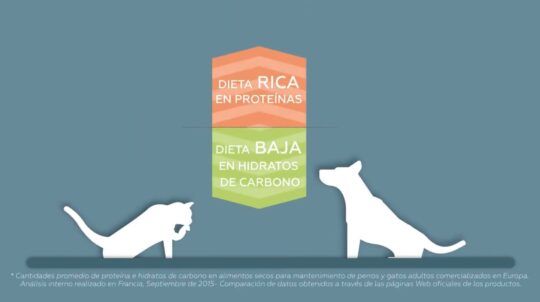 Cuidados esenciales para tu gato de 6 meses: consejos de un veterinario experto 2 cuidados esenciales para tu gato de 6 meses consejos de un veterinario