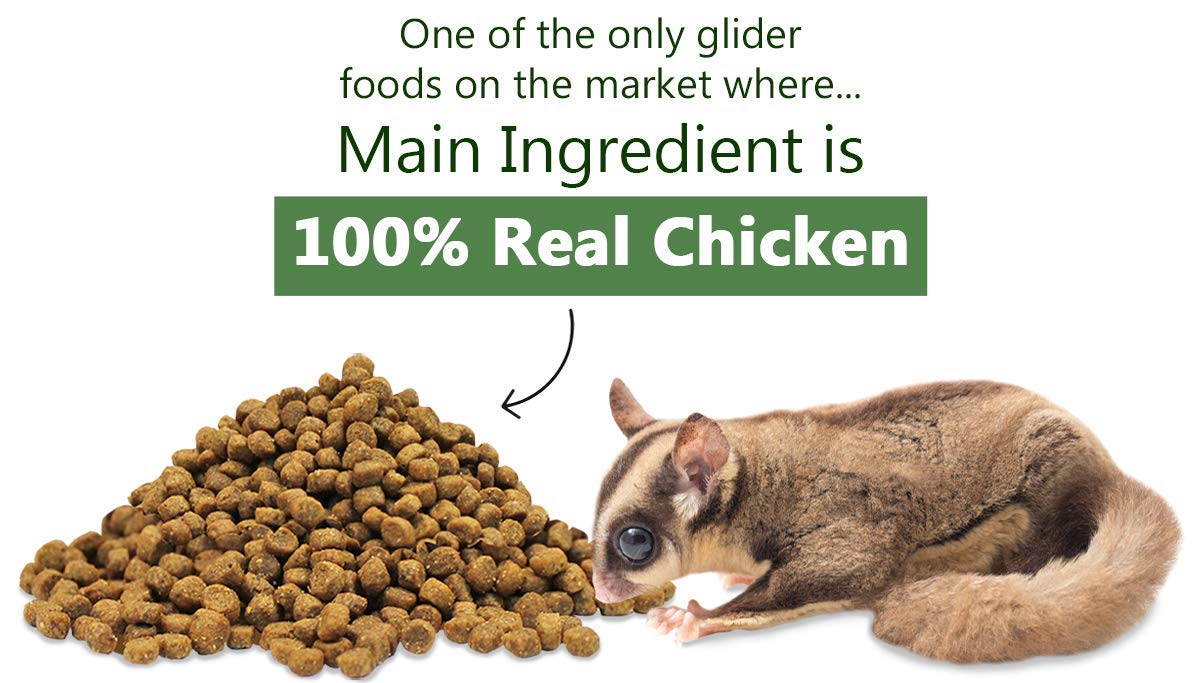 Cuidados esenciales para tu petauro del azúcar: todo lo que necesitas saber 1 cuidados esenciales para tu petauro del azucar todo lo que necesitas saber