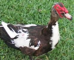 Cuidados esenciales para tu polluelo de pato: consejos de un veterinario experto 1 cuidados esenciales para tu polluelo de pato consejos de un veterinario