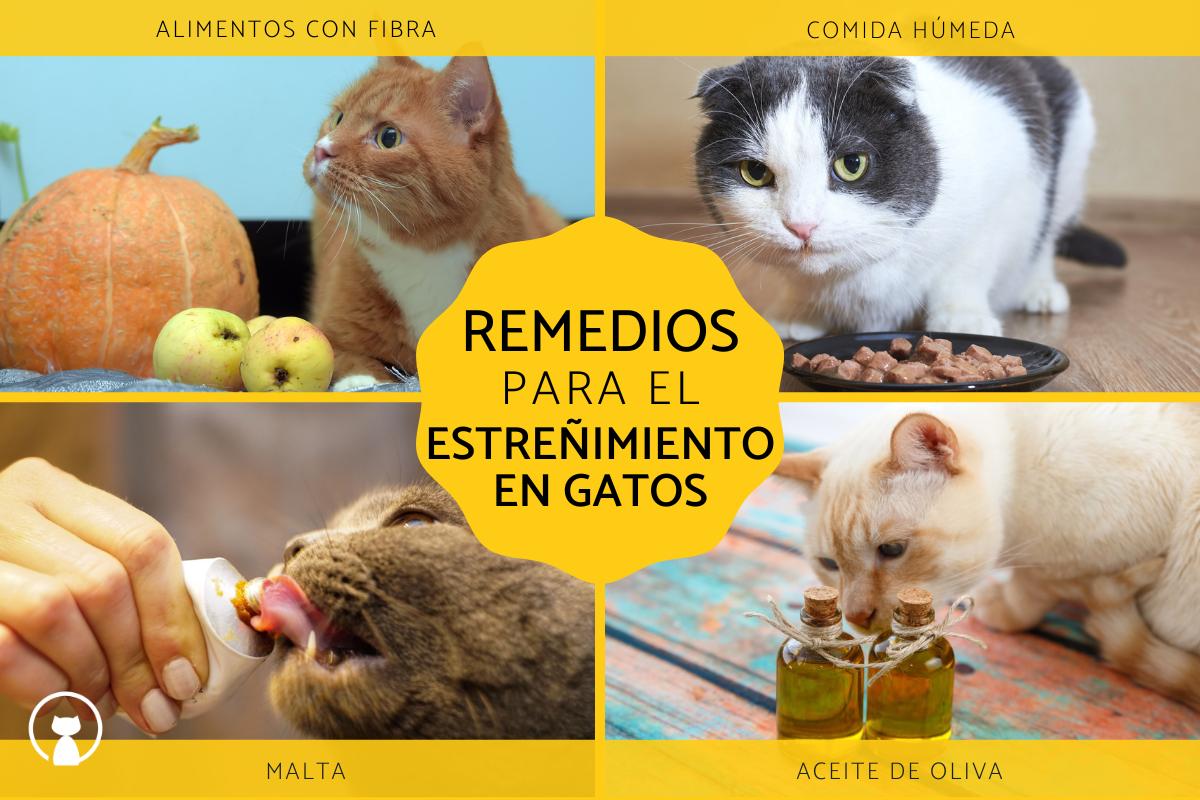 Descubre por qué mi gato come zapallo: beneficios y recomendaciones 1 descubre por que mi gato come zapallo beneficios y recomendaciones