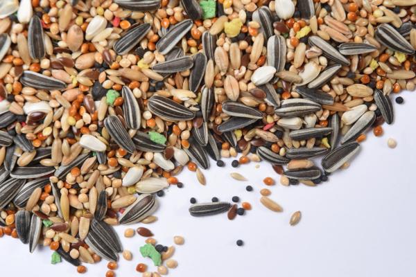 Descubre qué comen los agapornis: Guía alimentaria 1 descubre que comen los agapornis guia alimentaria