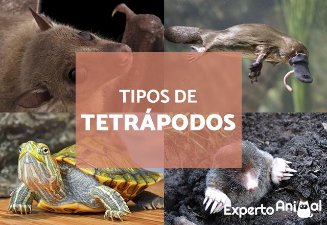 Descubre todo sobre el topo animal: características, hábitat y curiosidades 1 descubre todo sobre el topo animal caracteristicas habitat y curiosidades