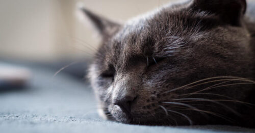 5. Visitas regulares al veterinario