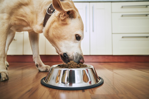 Dieta hepática para perros: Cuida su salud con la alimentación adecuada 1 dieta hepatica para perros cuida su salud con la alimentacion adecuada