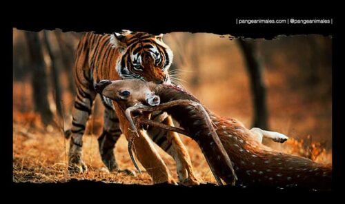 Alimentación de los Tigres: ¿Qué Comen en la Naturaleza