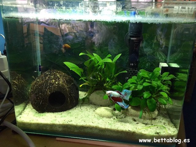 diferencia entre acuario y pecera cual es