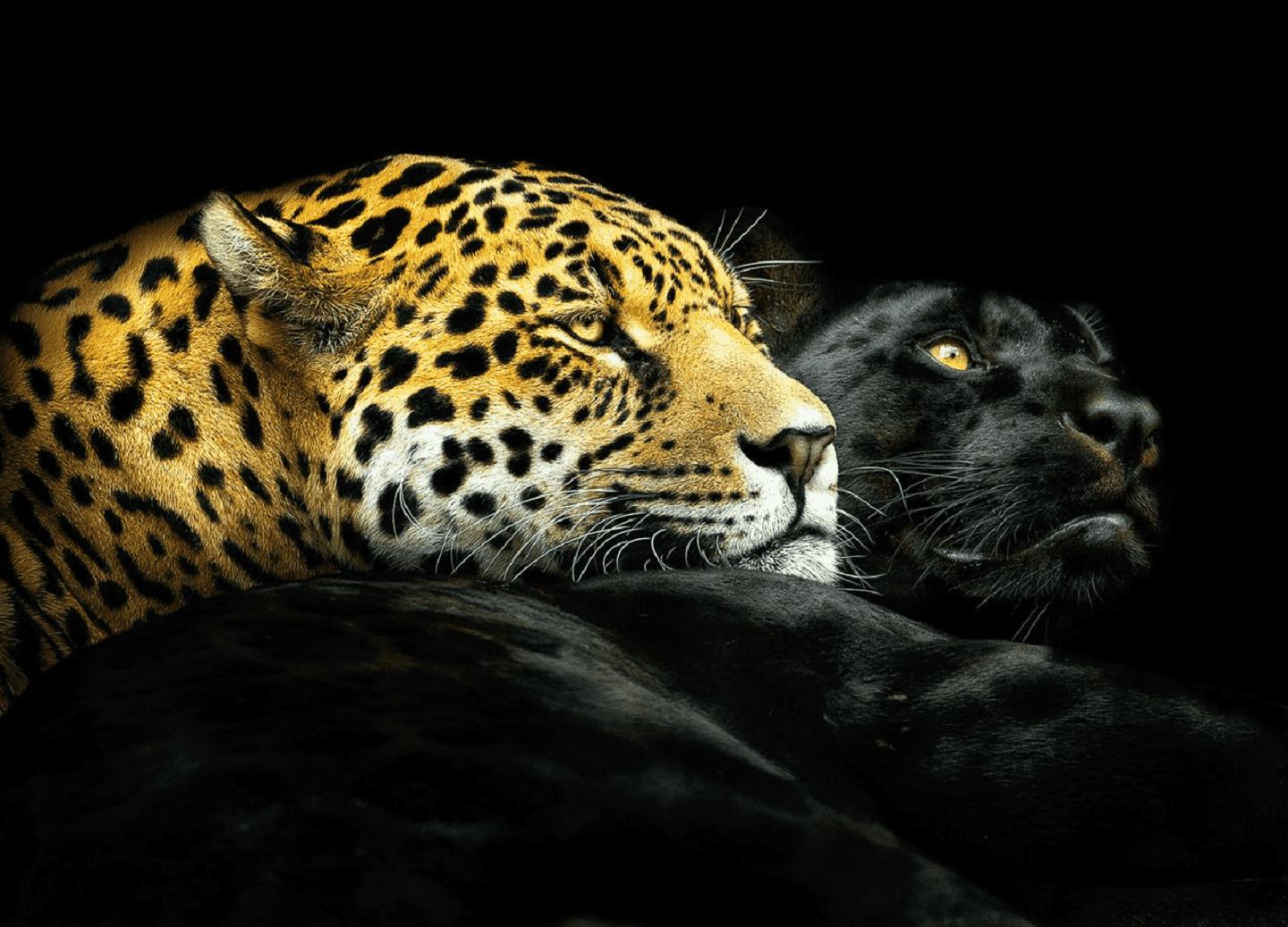 Diferencia entre Puma y Pantera: ¿Cuál es la verdadera distinción? 1 diferencia entre puma y pantera