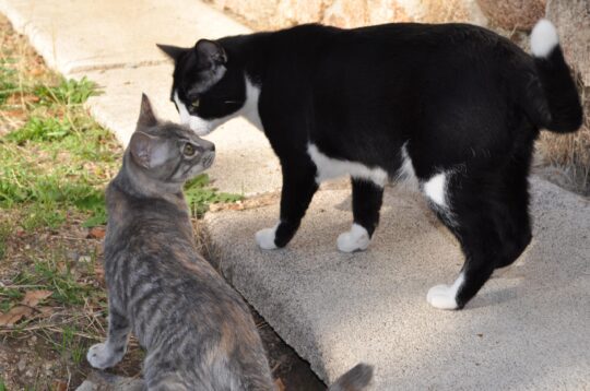 Domina el lenguaje de los gatos: cómo interpretarlo y comprenderlo fácilmente 2 domina el lenguaje de los gatos como interpretarlo y comprenderlo facilmente86