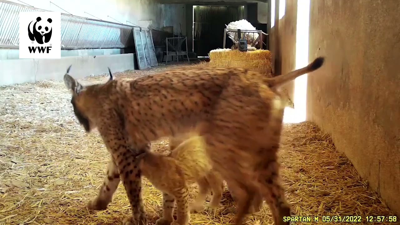 el amor felino descubre como los gatos disfrutan de los besos