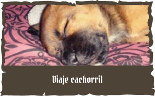 El crecimiento del American Bully: ¿A qué edad se estanca su desarrollo? 1 el crecimiento del american bully a que edad se estanca su desarrollo