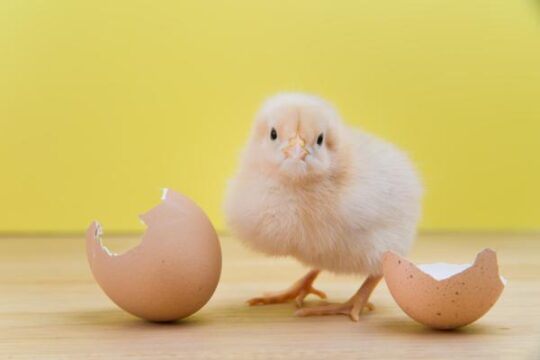 El cuidado adecuado de las crías de pollo: todo lo que debes saber 2 el cuidado adecuado de las crias de pollo todo lo que debes saber62