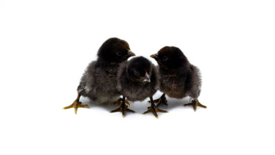 El cuidado adecuado de las crías de pollo: todo lo que debes saber 3 Conoce la temperatura ideal para una criadora de pollos y asegura su bienestar
