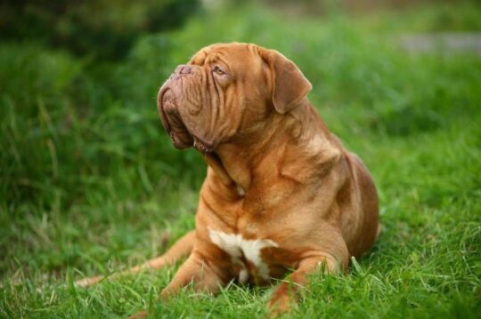 El Dogo de Burdeos: Todo lo que necesitas saber sobre esta noble raza canina 1 el dogo de burdeos todo lo que necesitas saber sobre esta noble raza canina96