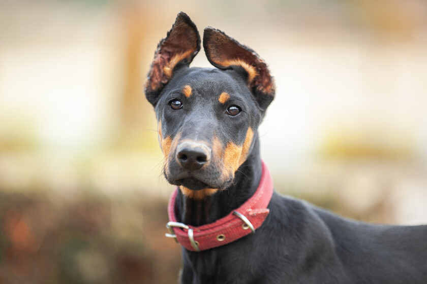 El encanto de la raza de perro café: todo lo que debes saber 1 el encanto de la raza de perro cafe todo lo que debes saber