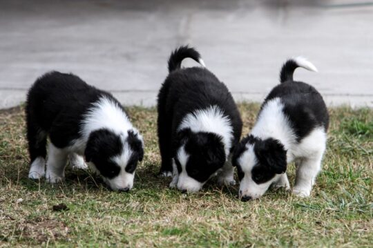 El encanto del Border Collie blanco y negro: todo lo que necesitas saber 2 el encanto del border collie blanco y negro todo lo que necesitas saber9