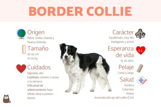El encanto del Border Collie blanco y negro: todo lo que necesitas saber 3 La paciencia y el entrenamiento: claves para calmar a tu border collie