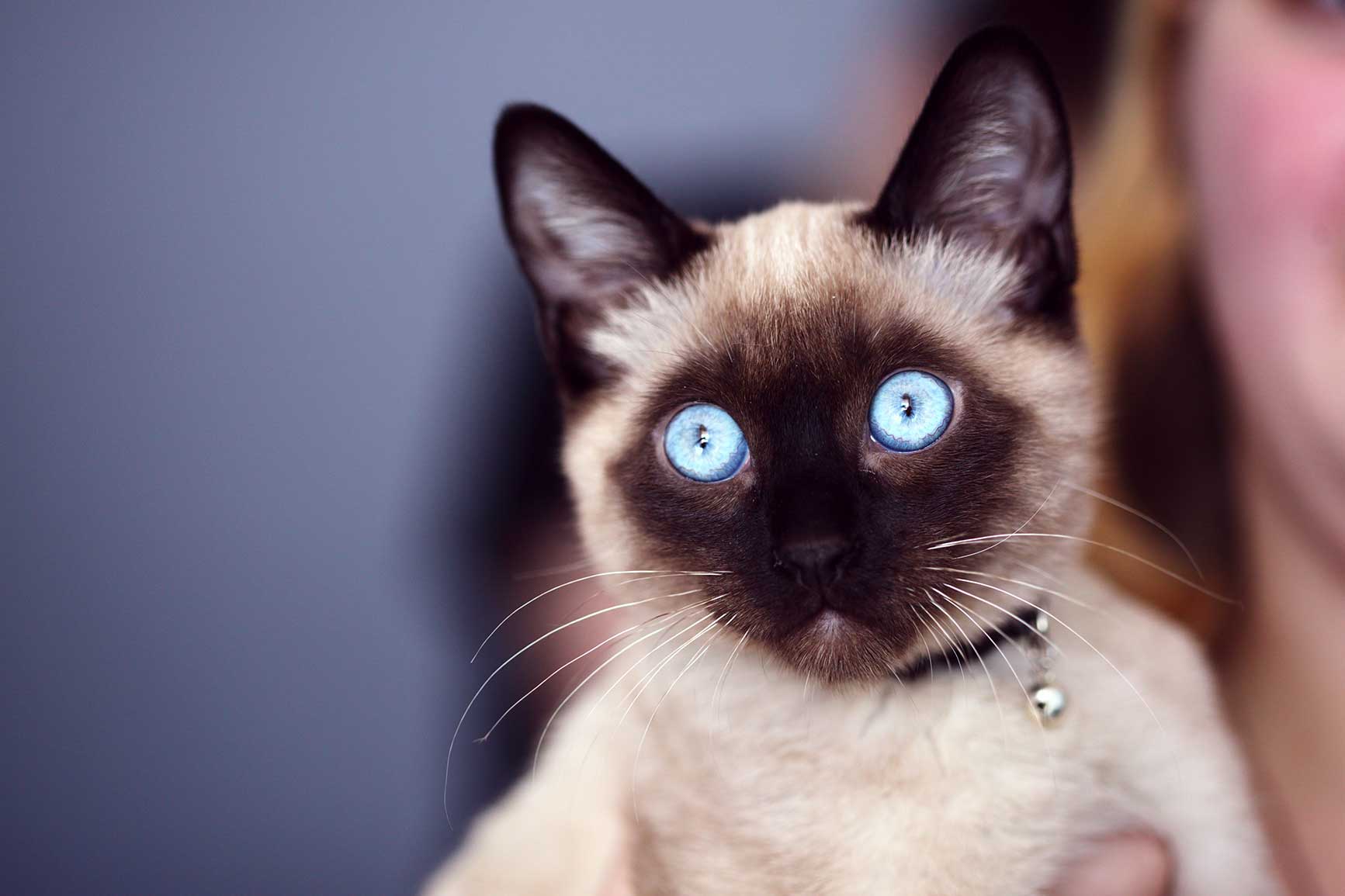 el encanto del gato gris azulado todo lo que debes saber