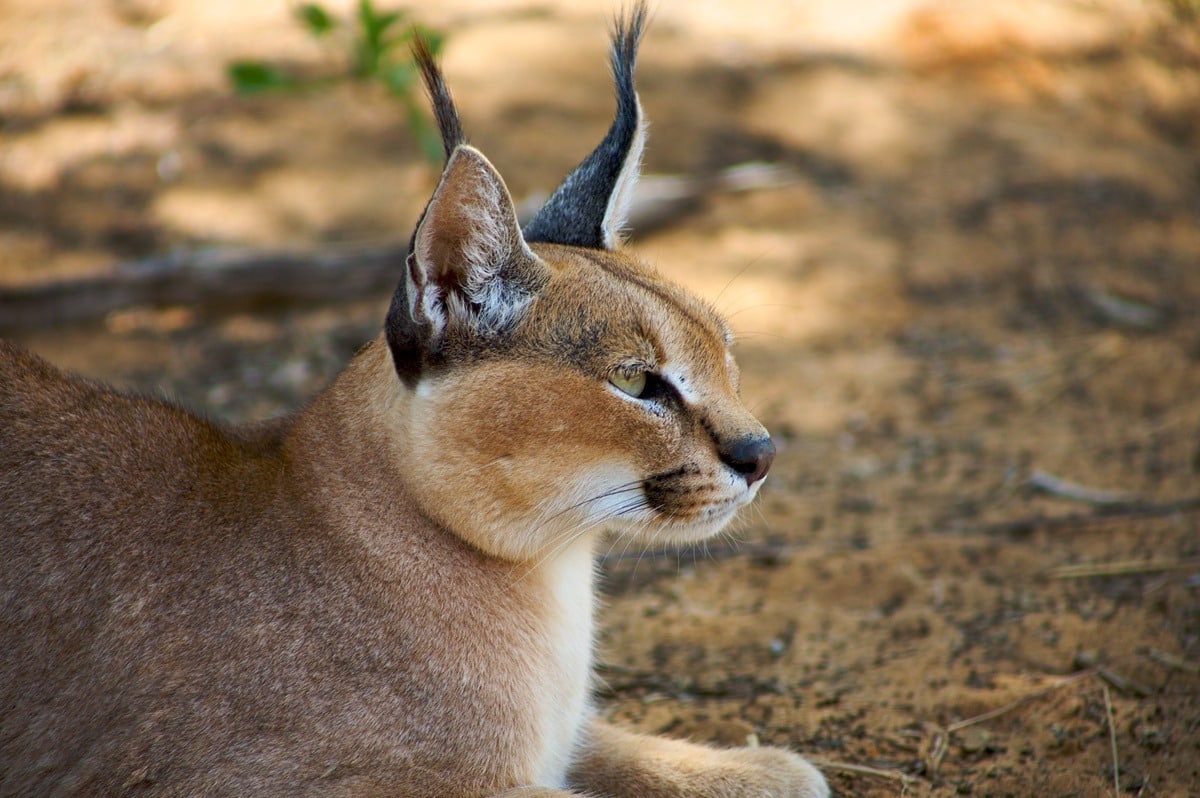 el encanto misterioso del gato noruego negro todo lo que debes saber