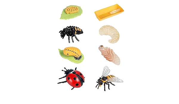 el fascinante ciclo biologico de la mariquita todo lo que debes saber
