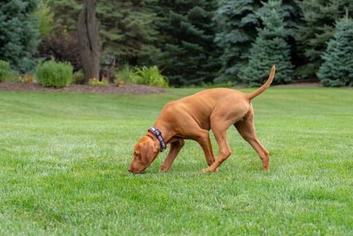 El fascinante nombre científico de los perros: ¿Qué revela sobre estas increíbles mascotas? 3 Los nombres icónicos que han dejado huella en el mundo canino