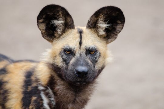 El fascinante nombre científico de los perros: ¿Qué revela sobre estas increíbles mascotas? 2 el fascinante nombre cientifico de los perros que revela sobre estas increibles mascotas82