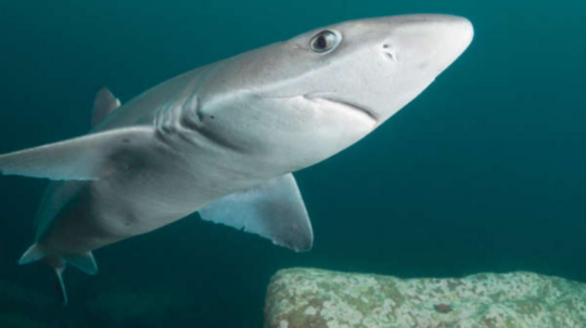 El fascinante proceso de nacimiento de los tiburones 3 El fascinante proceso de reproducción de los tiburones: una mirada íntima a su ciclo de vida