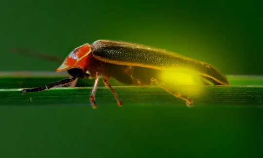 El fascinante secreto detrás del brillo de las luciérnagas 2 el fascinante secreto detras del brillo de las luciernagas83