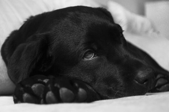 El impacto del veneno para ratas en perros: todo lo que necesitas saber 2 el impacto del veneno para ratas en perros todo lo que necesitas saber29