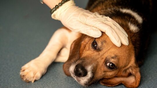 El impacto del veneno para ratas en perros: todo lo que necesitas saber 3 Desentrañando el misterio: El funcionamiento del veneno para ratas al detalle