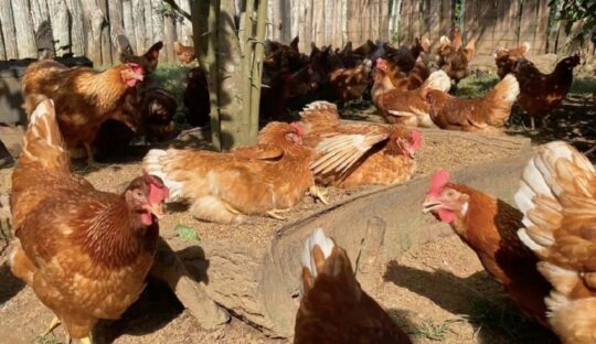El increíble vínculo entre las gallinas y sus dueños: ¿Cómo reconocen a quienes los cuidan? 2 el increible vinculo entre las gallinas y sus duenos como reconocen a quienes los cuidan64