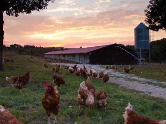 El increíble vínculo entre las gallinas y sus dueños: ¿Cómo reconocen a quienes los cuidan? 3 Señales claras de bienestar en las gallinas: aprende a identificar una vida feliz en tu gallinero