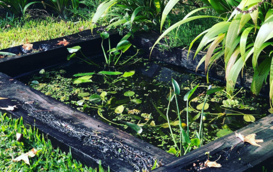 El mejor hábitat para tus tortugas: Estanques prefabricados de calidad 3 Los secretos de longevidad de las tortugas de estanque revelados