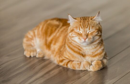 el misterio detras de los gatos de 3 colores como se llaman44