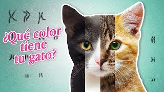 El encanto y misterio detrás de la llegada de un gato tricolor a tu hogar