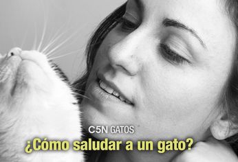 El misterioso lenguaje de las orejas del gato: ¿Qué significan? 1 el misterioso lenguaje de las orejas del gato que significan