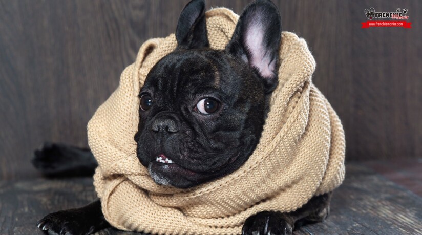 El poder de los huesos para mantener los dientes de tu perro limpios 1 el poder de los huesos para mantener los dientes de tu perro limpios