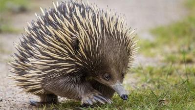 El sorprendente estilo de vida alimenticio del colibrí: ¿herbívoro u omnívoro? 1 el sorprendente estilo de vida alimenticio del colibri herbivoro u omnivoro