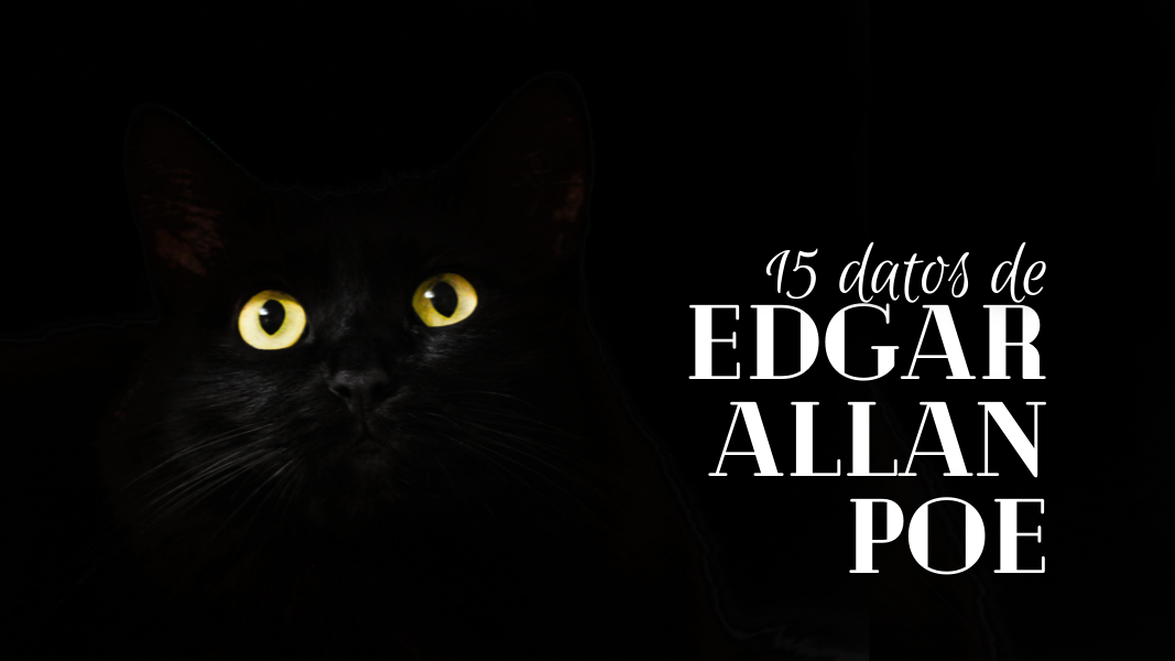 El sorprendente mundo de las pesadillas en los gatos: todo lo que necesitas saber 1 el sorprendente mundo de las pesadillas en los gatos todo lo que necesitas saber