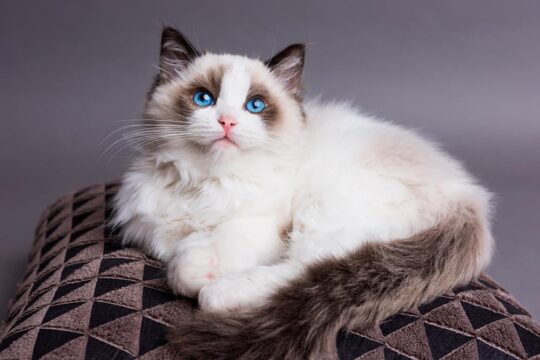 Desvelando los secretos para identificar a un auténtico ragdoll en tu hogar felino