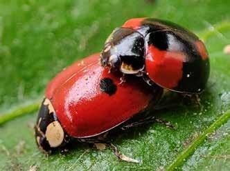 elimina las mariquitas negras en casa con estos consejos de un veterinario