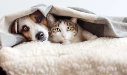 ¿Embarazada y con gato? Descubre cómo mantener un ambiente seguro para ambos 1 embarazada y con gato descubre como mantener un ambiente seguro para ambos