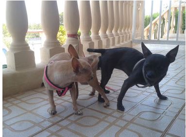 Encuentra el nombre perfecto para tu chihuahua 1 encuentra el nombre perfecto para tu chihuahua